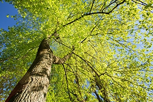 Canopy of a deciduous tree cared for with tree service in Monmouth County