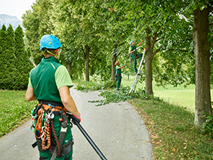 Monmouth County tree company employees trimming trees