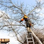 Tree service in Monmouth County professional at work