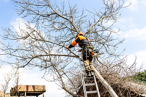Tree service in Monmouth County professional at work